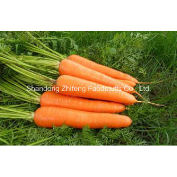 Exportar la mejor zanahoria china de calidad